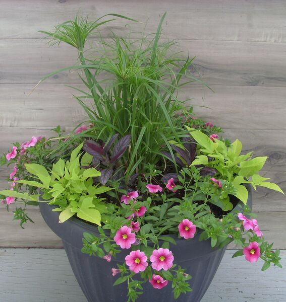 Prince Tut Mix - Calibrachoa Pink: 20 inch Planter Prince Tut Mix - Calibrachoa Pink: 20 inch Planter