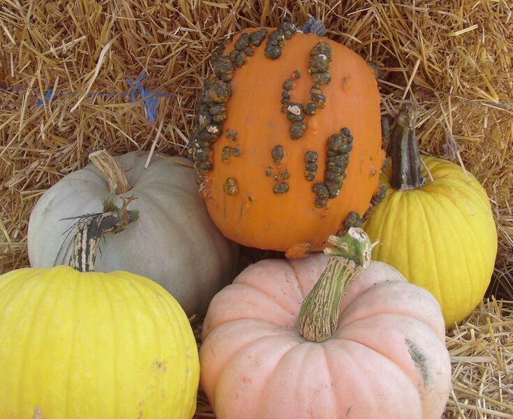 Pumpkins - Specialty: Pumpkins - Specialty: