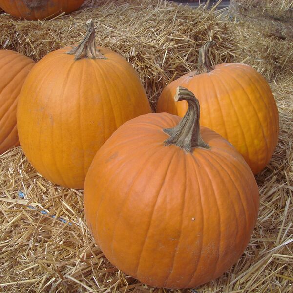 Pumpkins - Orange:  