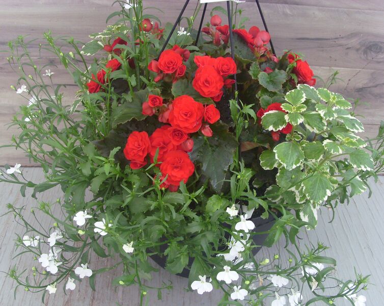 Move 2 Joy Red Mix: 13 inch Hanger