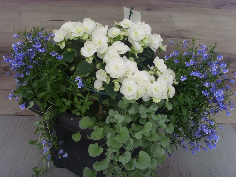 Move 2 Joy White Mix: 16 inch Planter