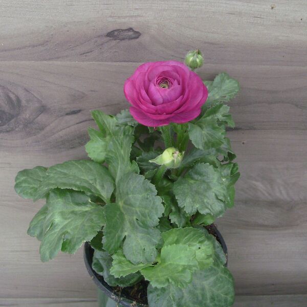 Violet: 4 inch pot