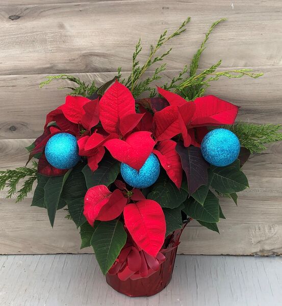 Evergreen Enhanced 6" Poinsettia Red w Blue Ornament: 6 inch pot