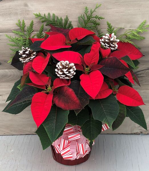 Evergreen Enhanced 6" Poinsettia Red w Snow Covered Pine Cones: 6 inch pot