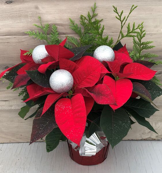 Evergreen Enhanced 6" Poinsettia Red w Silver Ball Ornament: 6 inch pot