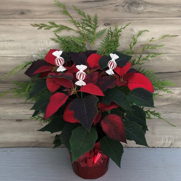 Evergreen Enhanced 6" Poinsettia Red w Candy: Red Pot Cover