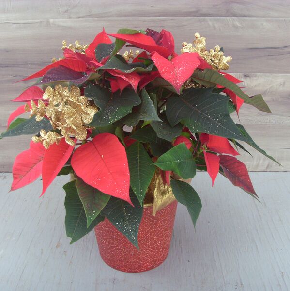 Enhanced 6" Poinsettia red w red pot and glitter gold spray: 6 inch pot