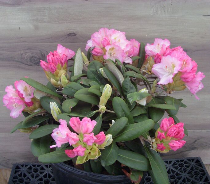 Ken Janeck: 2 Gallon Pot