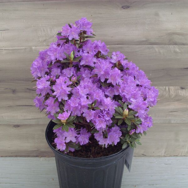 Ramapo: 2 Gallon Pot Ramapo: 2 Gallon Pot