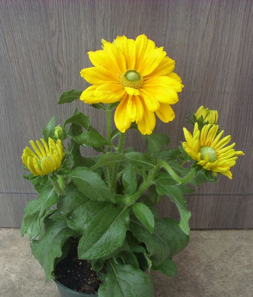 Amarillo Gold: 6.5 inch pot