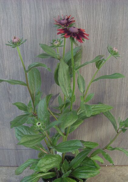 Cherry Brandy: 6.5 inch pot Cherry Brandy: 6.5 inch pot