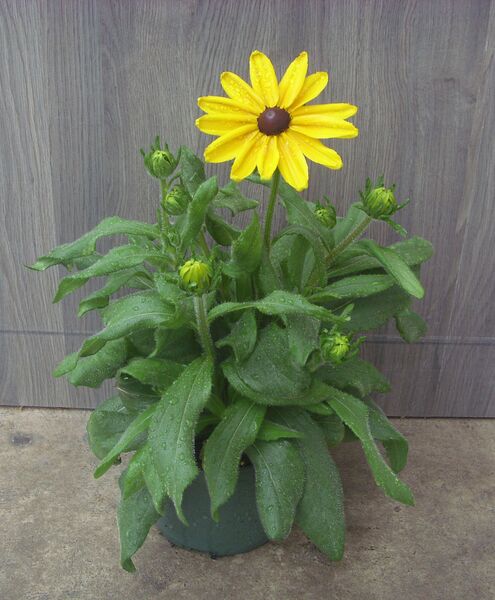 Sunspot Gold: 6.5 inch pot