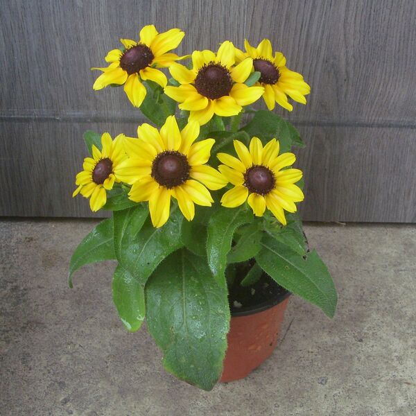 Tablemate Gold: 4 inch pot