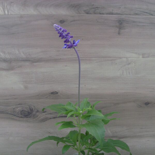Mystical Blue: 3.5 inch pot
