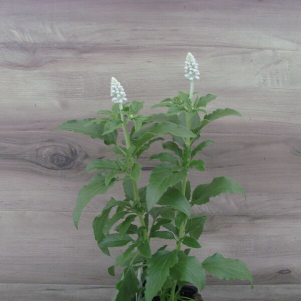Mystical White: 3.5 inch pot
