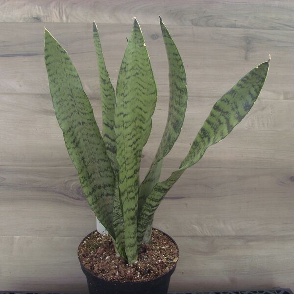 Snake Plant: 5 inch Pot