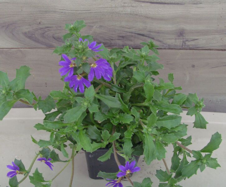 Blue Violet: 3.5 inch pot