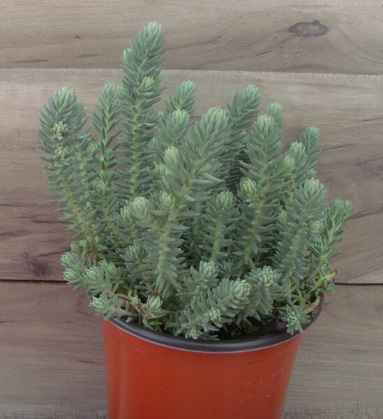 Blue Spruce - Ground cover: 4.5 inch (quart)