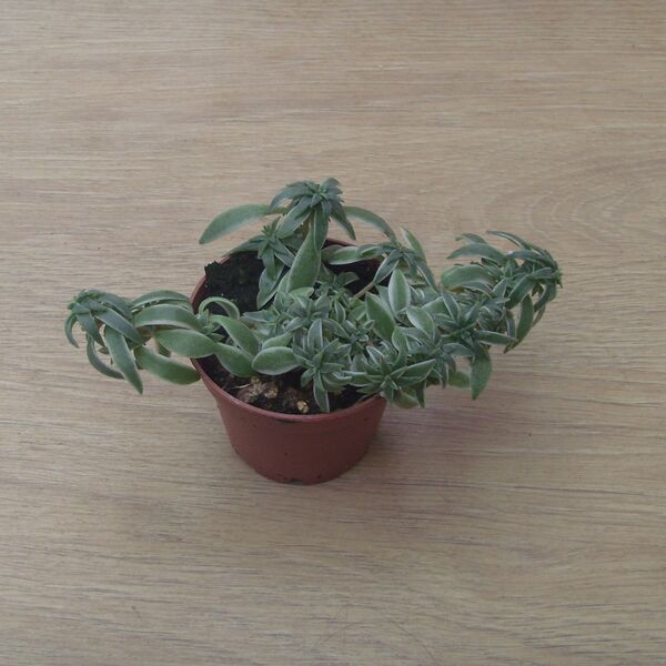 Sea Urchin: 2 inch pot