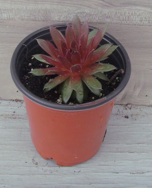 Royal Ruby: 4.5 inch (quart)