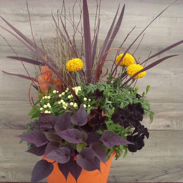 Showstopper in orange pot: 12 inch Planter