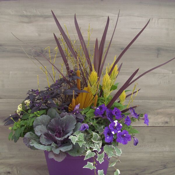 Showstopper in purple pot: 12 inch Planter