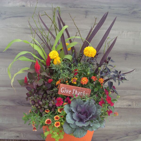 Showstopper in orange pot: 14 inch Planter