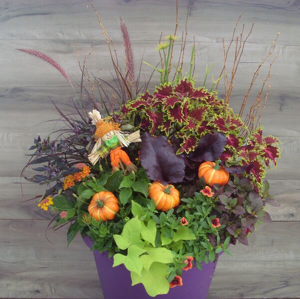 Showstopper in purple pot: 14 inch Planter