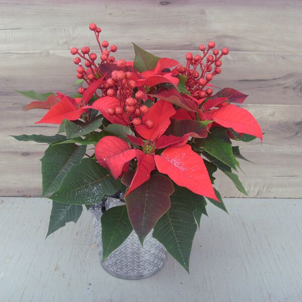 Enhanced 6" Poinsettia red w silver pot and red berry spray: 6 inch pot