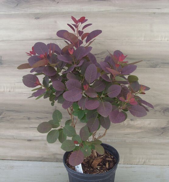 Royal Purple: 3 Gallon Pot