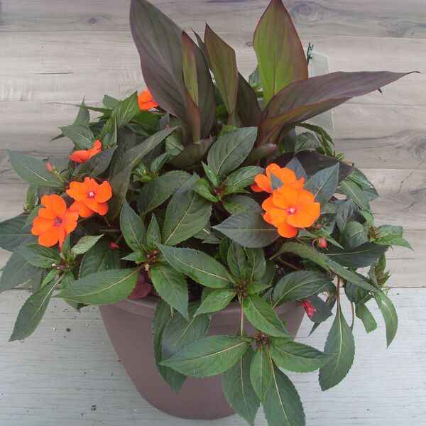 Orange: 16 inch Planter Orange: 16 inch Planter