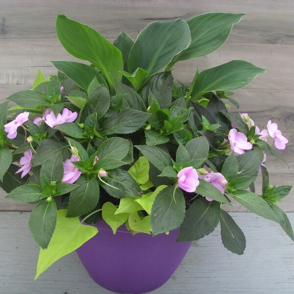 Orchid Blush: 16 inch Planter