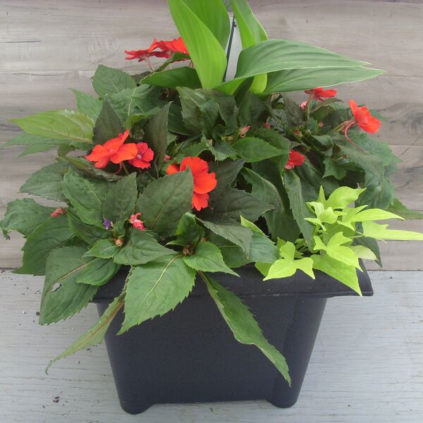 Red and Lime Potato Vine: 16 inch Black Round Red and Lime Potato Vine: 16 inch Black Round