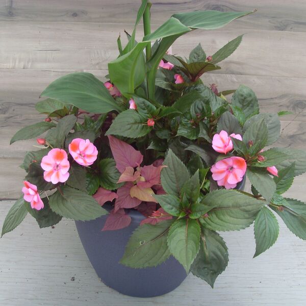 Red Candy: 16 inch Gun Metal Grey Planter Red Candy: 16 inch Gun Metal Grey Planter