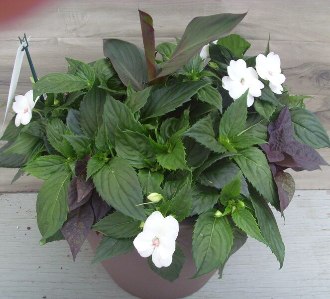 White: 16 inch Cappucino Planter White: 16 inch Cappucino Planter