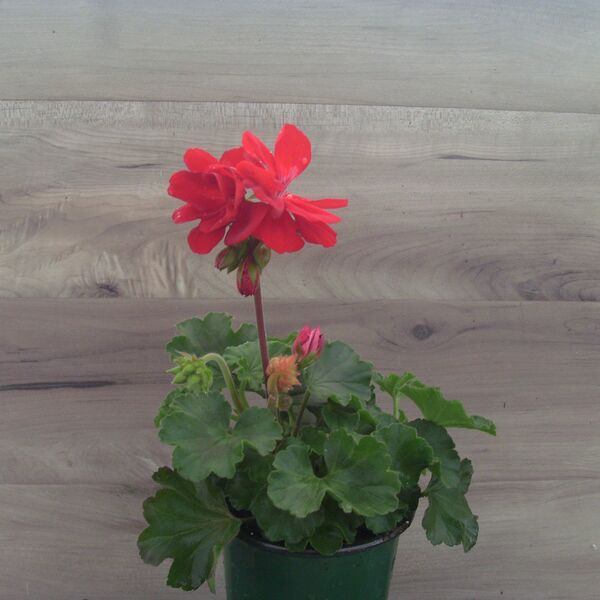 Dark Red: 4 inch pot