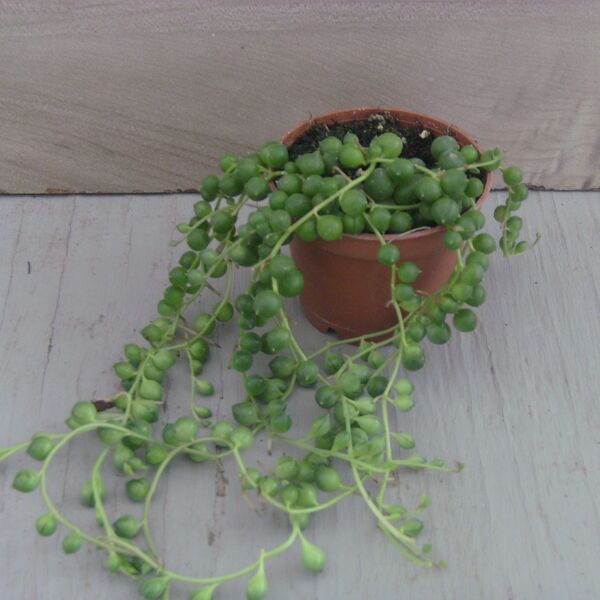 String of Pearls: 2 inch pot