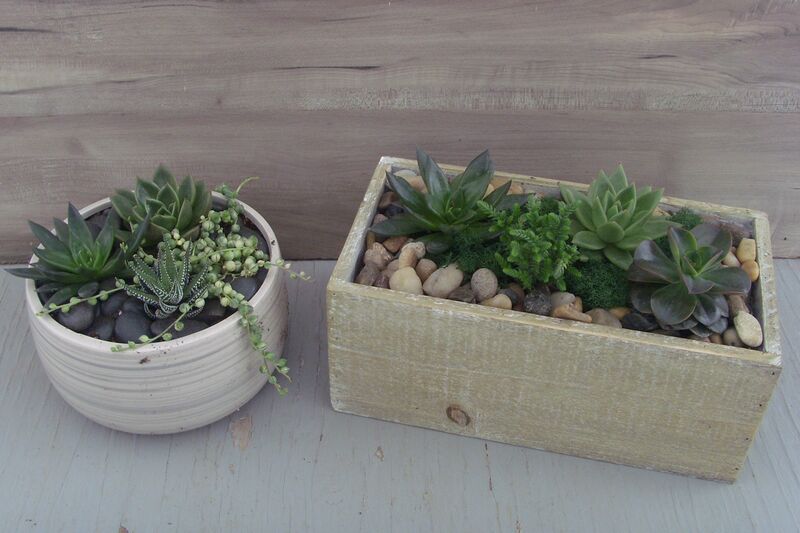 Assorted succulents in decorative pots: Decorative Pot
