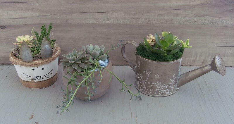 Assortment of succulents in decorative pots: Decorative Pot