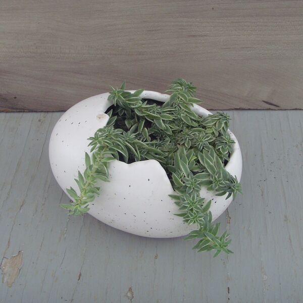 Succulents in cracked egg decorative pot: Decorative Pot