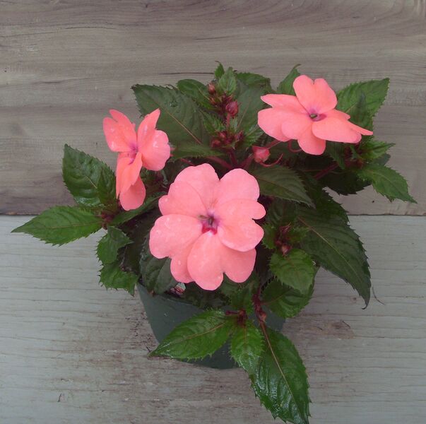 Compact Coral Pink: 6.5 inch pot