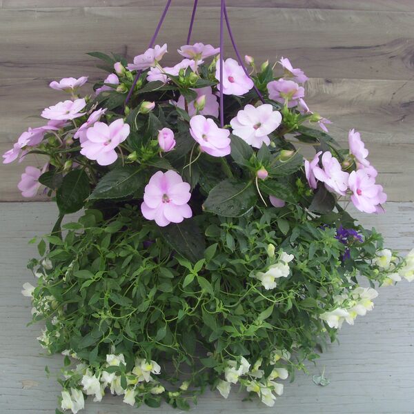 Orchid Blush: 13 inch Hanger Orchid Blush: 13 inch Hanger