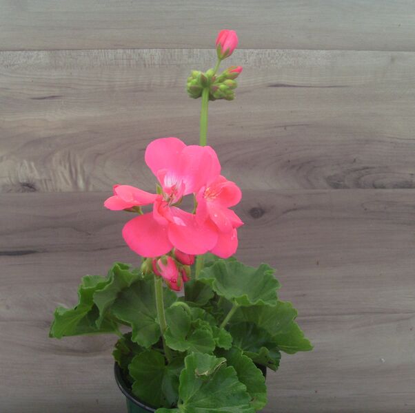 Hot Pink: 4 inch pot