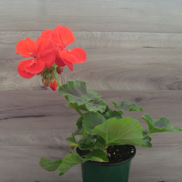 Red: 4 inch pot