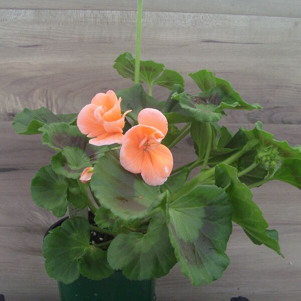 Salmon: 4 inch pot