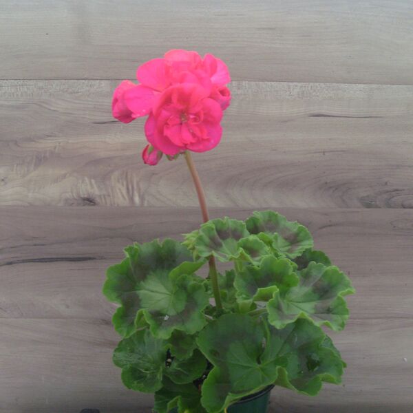 Violet: 4 inch pot