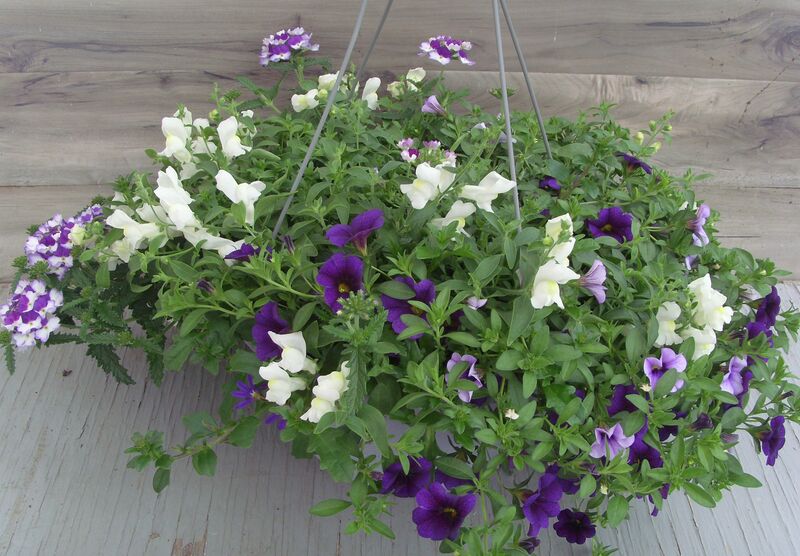 Purple Flare: 13 inch Hanger Purple Flare: 13 inch Hanger