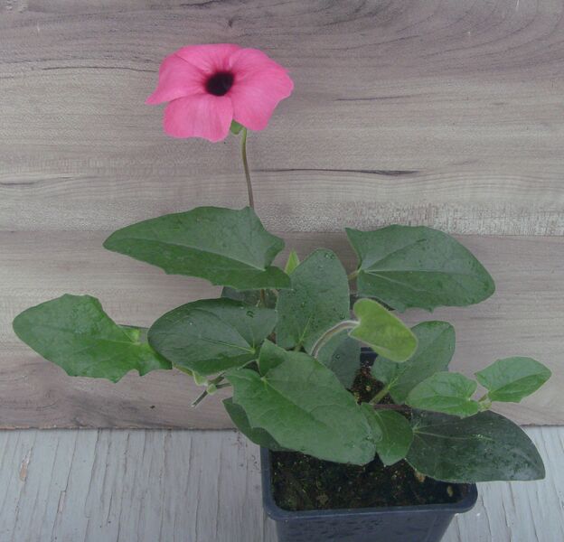 Rose Sensation: 3.5 inch pot