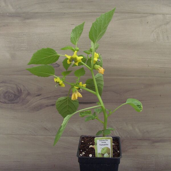 Grande Rio Verde: 3 inch pot