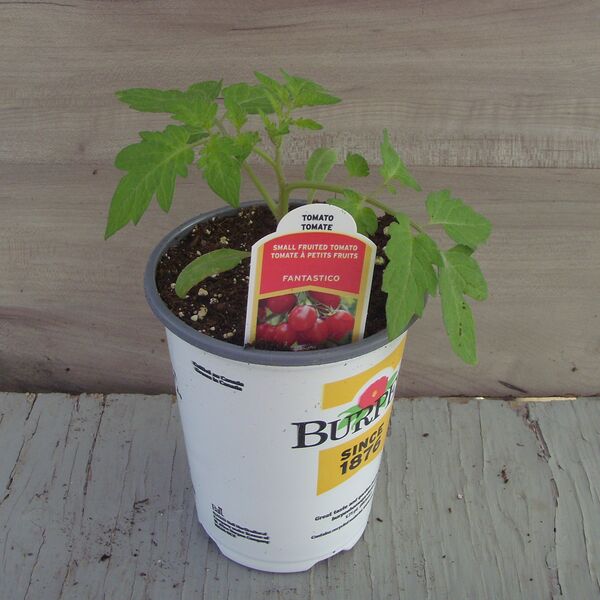 Fantastico: 4.5 inch Burpee Pot Fantastico: 4.5 inch Burpee Pot